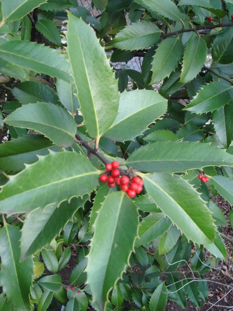 Ilex x koehneana 'Chestnut Leaf' P1C P16